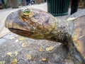 Close-up of an ornamental turtle made of stone