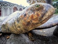 Close-up of an ornamental turtle made of stone