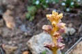 Close up of Orobanche alba in wild nature