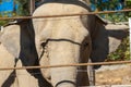 Close up portrait of an elephant in zoo. The face of a noble animal Royalty Free Stock Photo