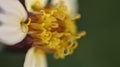 Close up os a anthler and stigma of a white and yellow flower Royalty Free Stock Photo