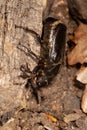 The close-up of Osmoderma eremita, the hermit beetle