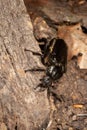 The close-up of Osmoderma eremita, the hermit beetle