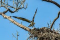 Osprey Returning to His Nest and Mate Royalty Free Stock Photo