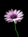 Close-up of a Osteospermum, or African daisy, flower. Purple, macro Royalty Free Stock Photo