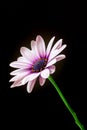 Close-up of a Osteospermum, or African daisy, flower. Purple, macro Royalty Free Stock Photo