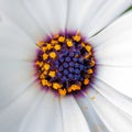 Close-up of osteospermum flower pollen and stamen