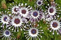 Close up of osteospermum fruticosum Royalty Free Stock Photo