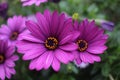 Close up Osteospermum violet African daisy flower Royalty Free Stock Photo