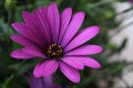 Close up Osteospermum violet African daisy flower Royalty Free Stock Photo