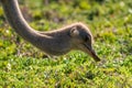 Osterich near cape of good hope Royalty Free Stock Photo