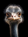 Close up of an ostrich on a black background Royalty Free Stock Photo