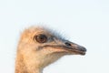 Close up Ostrich eyes Royalty Free Stock Photo