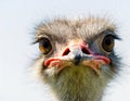close up on a ostrich face and head isolated in front of a white background looking at camera Royalty Free Stock Photo