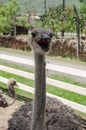 Close Up of Ostrich in farm Royalty Free Stock Photo