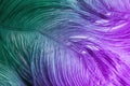 Close up of ostrich feathers for background Royalty Free Stock Photo
