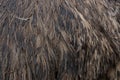 Close up of ostrich feathers. Macro shot of animals skin and feathers