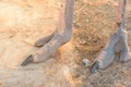 Close up Ostrich foot