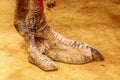 Close up of an Ostrich Foot at an Ostrich Farm in Oudtshoorn in the Western Cape Province of South Africa