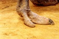 Close up of an Ostrich Foot at an Ostrich Farm in Oudtshoorn in the Western Cape Province of South Africa