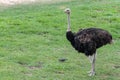close up ostrich in garden at thailand Royalty Free Stock Photo