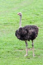 close up ostrich in garden at thailand Royalty Free Stock Photo