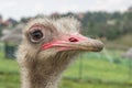 Close up ostrich head 2 Royalty Free Stock Photo