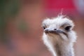 Close up of ostrich head