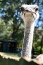 Close-up of a Ostrich Head and Neck Royalty Free Stock Photo
