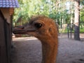 Close up ostrich head and neck Struthio camelus female portrait in the bird yard Royalty Free Stock Photo