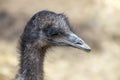 Close up ostrich head