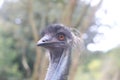 Close up of Ostrich Royalty Free Stock Photo