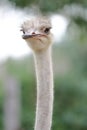 Close up ostrich head vertical