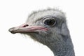 Close-up of Ostrich Head - Wildlife Photography