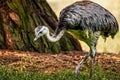 Close up of an ostrich with long and slender legs standing in front of a lush tree