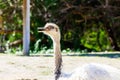 Close up of an ostrich roaming in the park Royalty Free Stock Photo