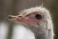 Close-up on a ostrich's head in front Royalty Free Stock Photo