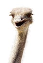 Close-up ostrich`s head smiling funny kind on white