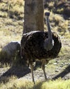 Close up of an Ostrich Royalty Free Stock Photo