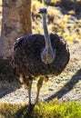 Close up of an Ostrich Royalty Free Stock Photo