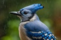 close up of outdoor blue jay bird Royalty Free Stock Photo