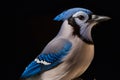 close up of outdoor blue jay bird Royalty Free Stock Photo