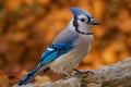 close up of outdoor blue jay bird Royalty Free Stock Photo