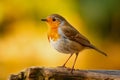 close up of outdoor european robin bird