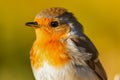 close up of outdoor european robin bird