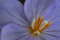 Close up outdoor purple wild flower