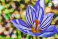 Close up outdoor purple wild flower