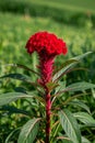 Close up of outdoor red cockscomb,Generative AI Royalty Free Stock Photo