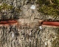 Close up outdoor view of the brown tree bark with bump over red metal stick. Textured rough surface.