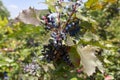 Close up outdoor view of oregon grape plant, mania aflame